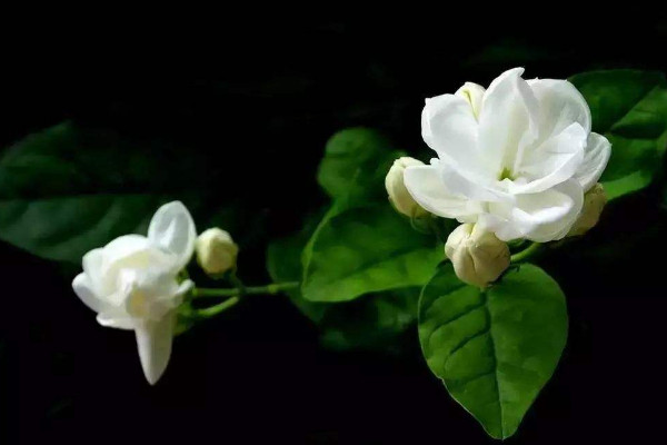 茉莉花怎么剪枝，修剪殘花/徒長枝葉/病枝弱葉