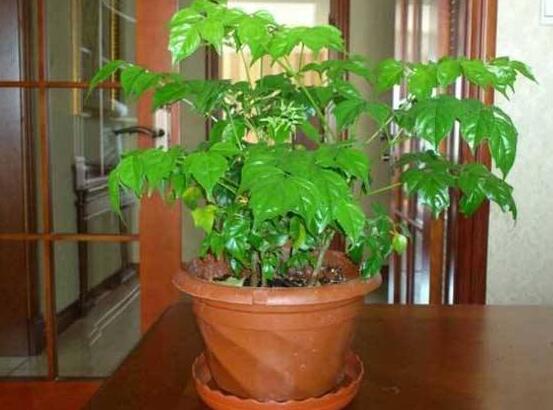 幸福樹(shù)放在哪里好風(fēng)水，盤(pán)點(diǎn)最佳四個(gè)好風(fēng)水位置(客廳/臥室/書(shū)房/陽(yáng)臺(tái))