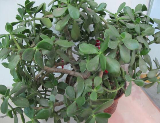 玉樹(shù)燕子掌怎么區(qū)分，主要從葉和花序上辨別