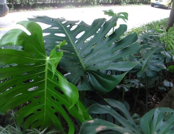 小龜背竹有毒嗎，毒性較輕/避免接觸汁液即可