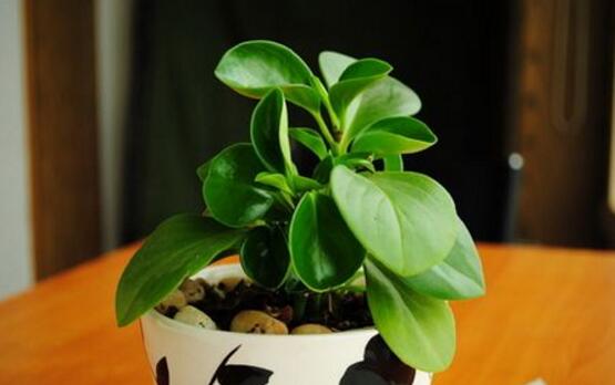 碧玉花怎么修剪，五個(gè)基本步驟修剪更加美觀