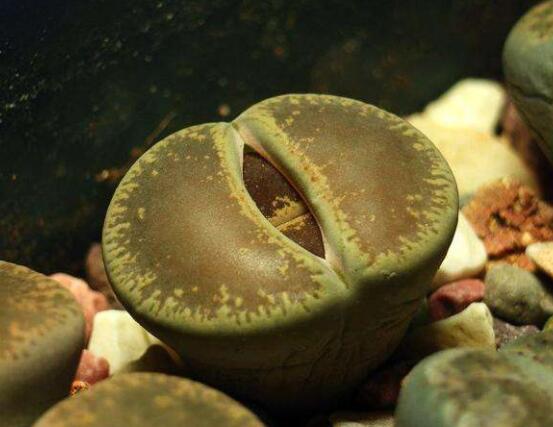 生石花夏天發(fā)皺，保持散射光環(huán)境/盆土疏松透氣