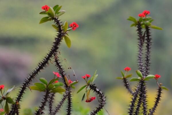虎刺梅適合放家里養(yǎng)嗎，不建議放在家中（有毒且致癌）