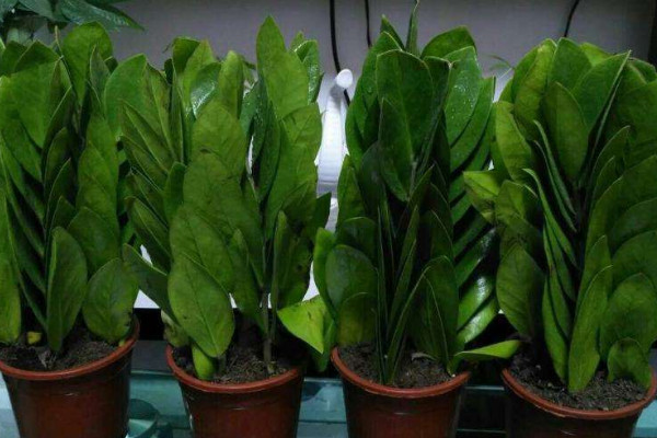 金錢樹(shù)水培轉(zhuǎn)土怎么弄