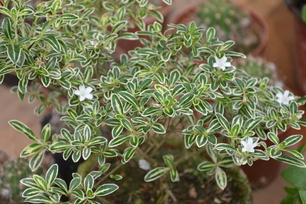 六月雪盆景造型圖解，造型固然重要剪后養(yǎng)護(hù)也不可忽視