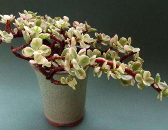 雅樂(lè)之舞水培怎么養(yǎng)，勤換水、保持合適溫度光照/前期養(yǎng)護(hù)