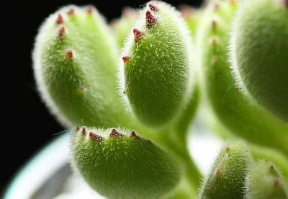 熊童子的花語和傳說，玲瓏優(yōu)雅和綠色山珍美好寓意