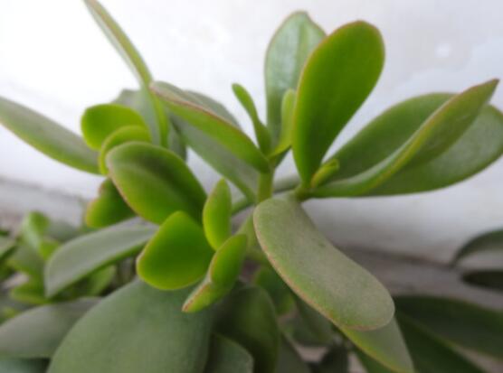 燕子掌有什么作用，美化環(huán)境、凈化空氣