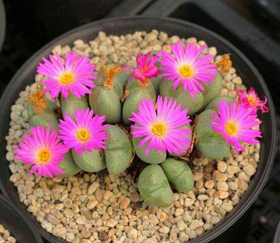 生石花用什么盆好，陶盆、泥瓦盆、紫砂盆任選其一(深盆)