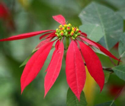 一品紅的寓意，象征冬日中的暖陽