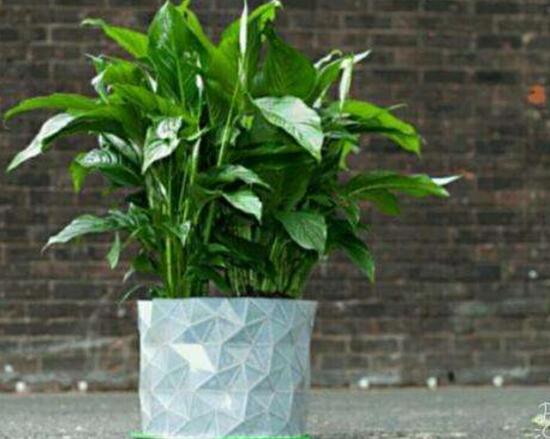 平安樹爛根怎么辦，平安樹爛根處理方法