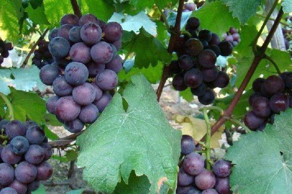 葡萄藤怎么修剪才結(jié)果