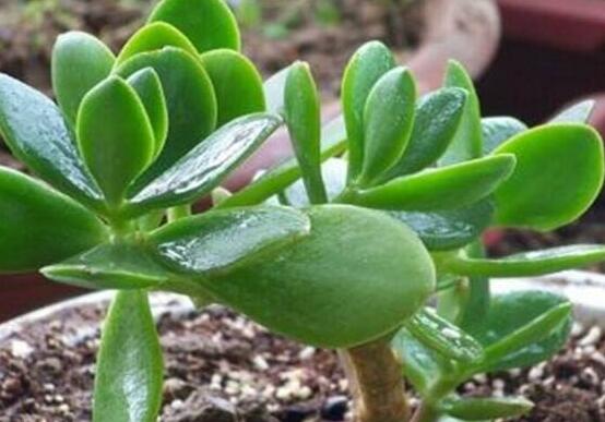 燕子掌炭疽病怎么辦，及時(shí)摘除病葉、噴灑藥物(合適溫度光照)