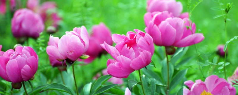 芍藥花什么時(shí)候開(kāi)花