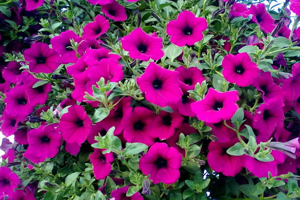 牽?；ǚN子怎么種