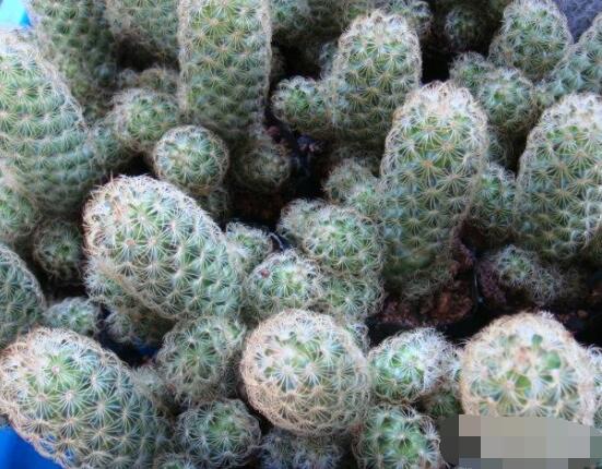 仙人掌的不同品種有哪些，欣賞最好看的六大品種