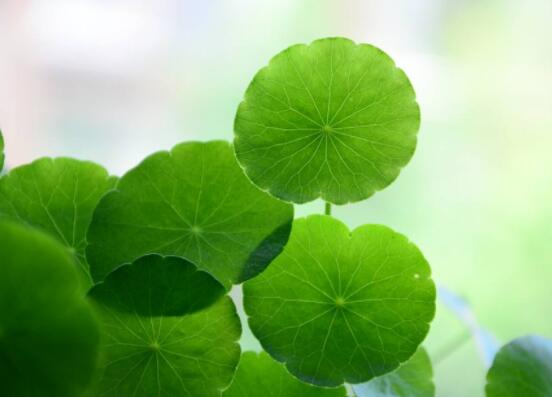 銅錢草的禁忌擺放位置，只要注意這四大位置便可