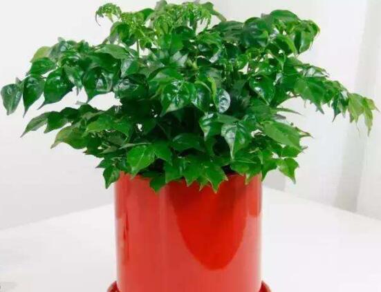 幸福樹(shù)放在哪里好風(fēng)水，盤(pán)點(diǎn)最佳四個(gè)好風(fēng)水位置(客廳/臥室/書(shū)房/陽(yáng)臺(tái))