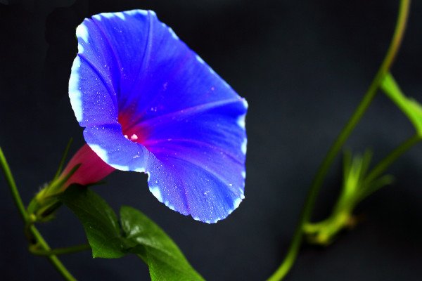 牽?；ㄓ纸惺裁椿? src="/nongchan/d/file/20201223/1boyvkk1fvh.jpg" / data-HITF="nqA3so"></p>
<p data-MZad="1PhAE4">
	牽?；ㄓ直唤凶鰹槔然?，它是旋花科牽牛屬的一年生草本植物，還被叫做為喇叭花是因為它開花的時候，花朵形如喇叭，它還被人們叫做為朝顏花，因為它的花朵只在早晨的時候開放，中午的時候就會凋謝枯萎。</p>
<p data-51lD="rP17Ob">
	<strong data-HVS4="tlJTnj">2、植株特征</strong></p>
<p data-B1Kf="5mkco8">
	<img alt=