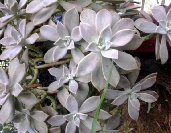 寶石花應該怎么養(yǎng)，只要全面掌握五個要點生長無憂