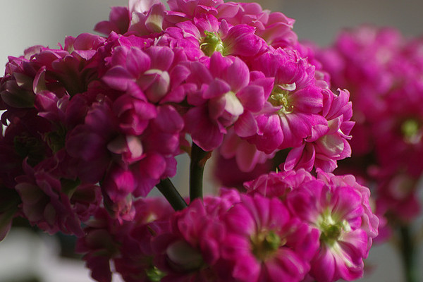 長壽花為什么不開花光長葉