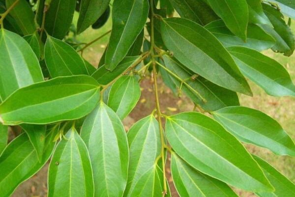 平安樹(shù)葉子耷拉怎么辦