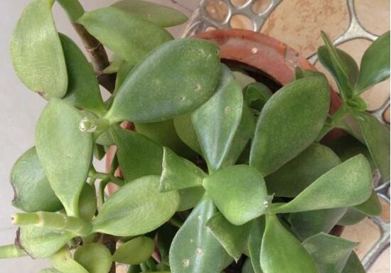 玉樹葉子發(fā)黃怎么補救，教你三種最直接有效的補救方法