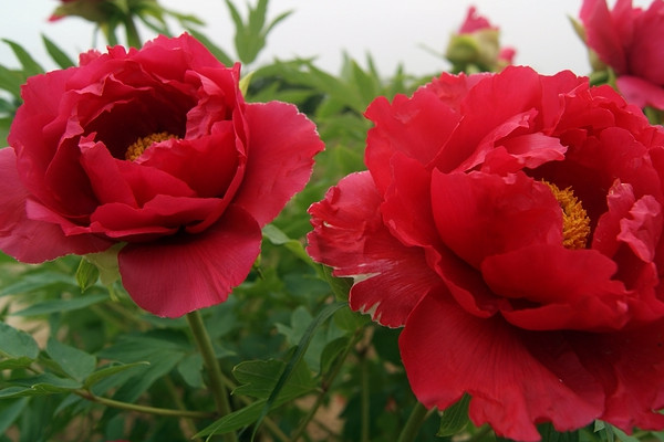 牡丹花北方能養(yǎng)活嗎