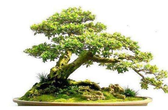 六月雪造型方法，蓄木截干法/剪扎結(jié)合法(美觀)