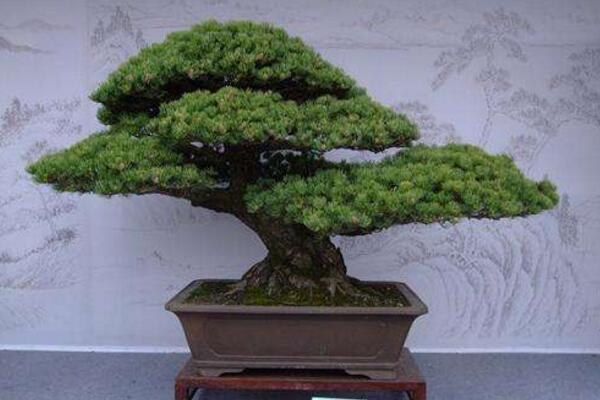 九里香盆景怎么養(yǎng)，確保九里香爆盆的5大要點