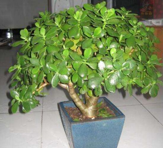 玉樹有毒嗎，玉樹能放在臥室嗎/有毒別放室內(nèi)