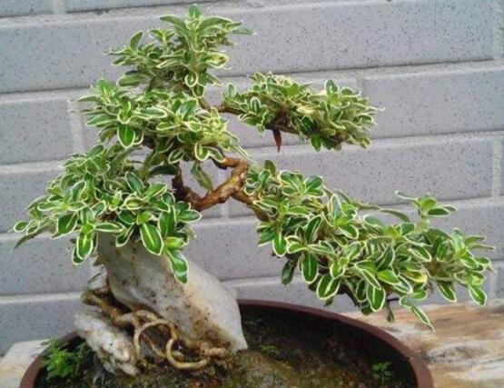 六月雪不發(fā)芽怎么辦，教你三種最直觀解決辦法