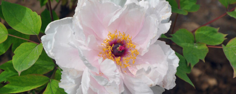 仙人球牡丹玉養(yǎng)殖方法