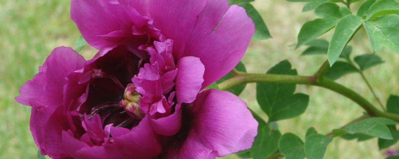 牡丹花春天開(kāi)放嗎