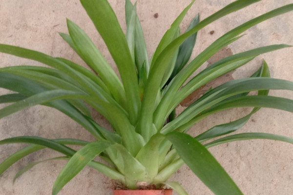 鴻運(yùn)當(dāng)頭可以插活嗎