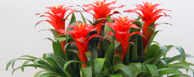 鴻運當(dāng)頭的花干了怎么辦