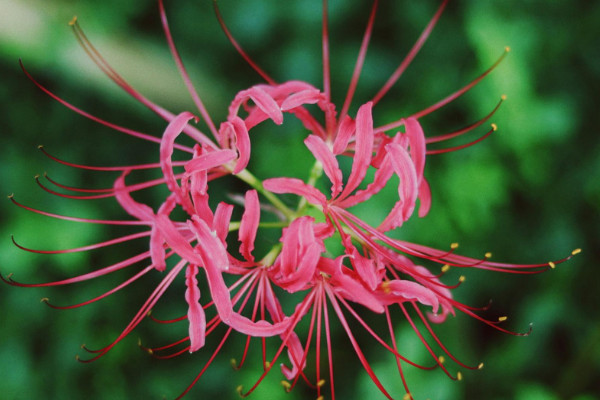 彼岸花夏天中什么時(shí)候發(fā)芽