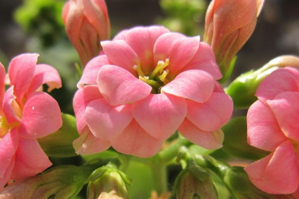 長(zhǎng)壽花葉邊發(fā)紅是怎么回事