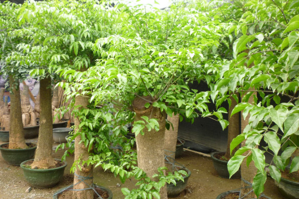 幸福樹如何修剪，摘心打頂/疏剪密枝等