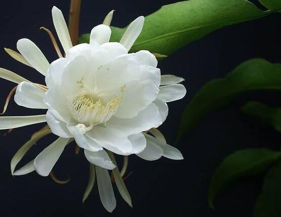 曇花怎么施肥，腐熟的有機(jī)肥為主/陰天施肥最佳