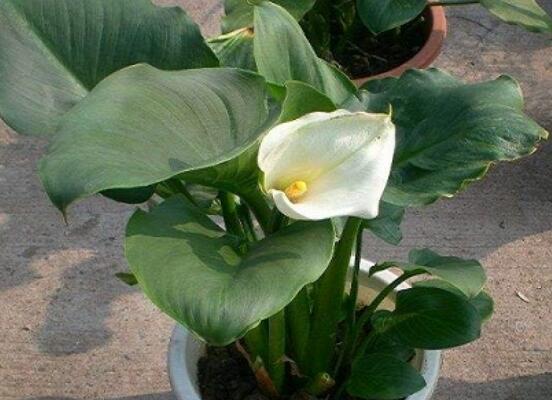 馬蹄蓮的繁殖方法圖解，詳解三種存活率最高常用方法