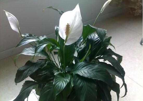 一帆風(fēng)順澆什么水好，澆淘米水、池塘水使枝葉青翠碧綠