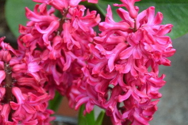 風(fēng)信子有毒嗎對(duì)人有害嗎