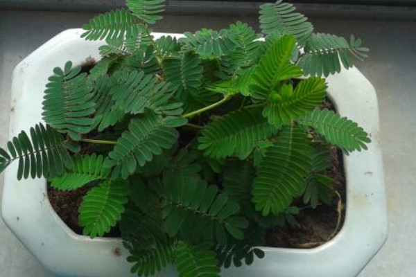 含羞草幼苗怎么養(yǎng)