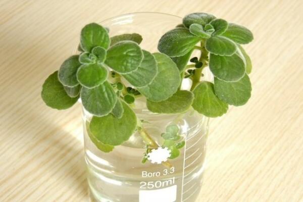 碰碰香有毒嗎，無(wú)毒但部分人對(duì)香味過敏