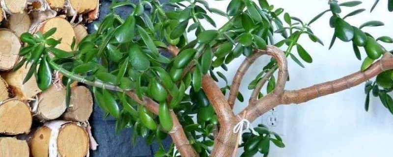 玉樹怎樣養(yǎng)成老樁