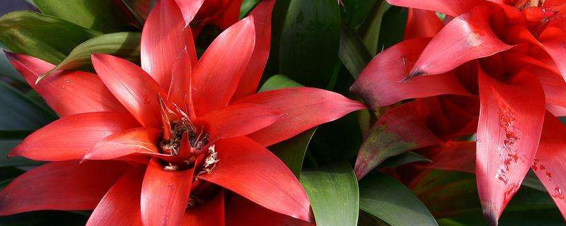 鴻運當頭和紅掌哪個適合家里養(yǎng)