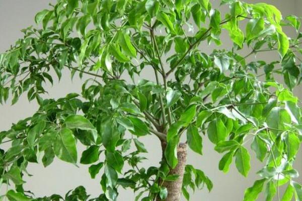 幸福樹冬季的養(yǎng)殖方法和注意事項