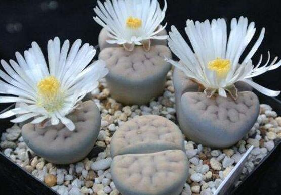 生石花怎么養(yǎng)護，做好五點生長美觀茂盛