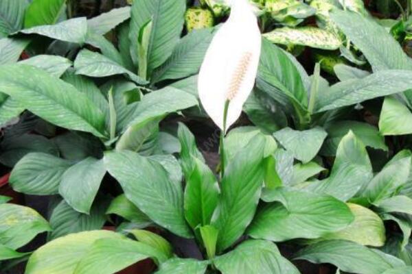 一帆風(fēng)順只長(zhǎng)葉不開花